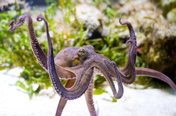 octopus swimming for World Octopus Day