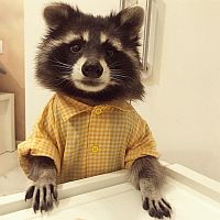 racoon 200