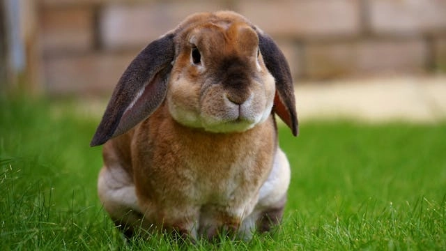 rabbits on xkcd