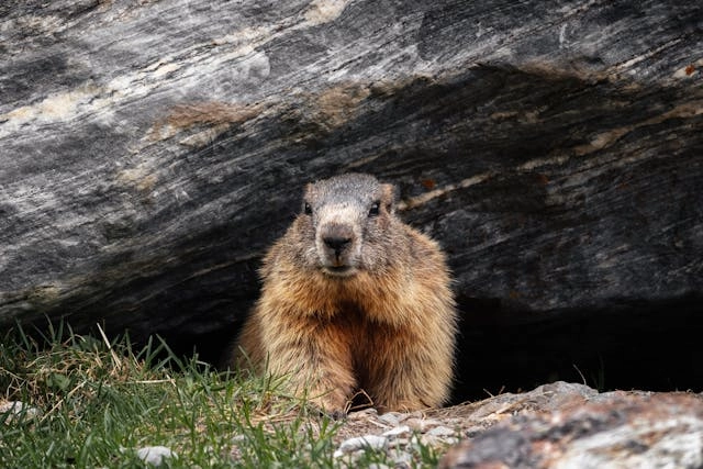 Groundhog Day is like teach password hygiene